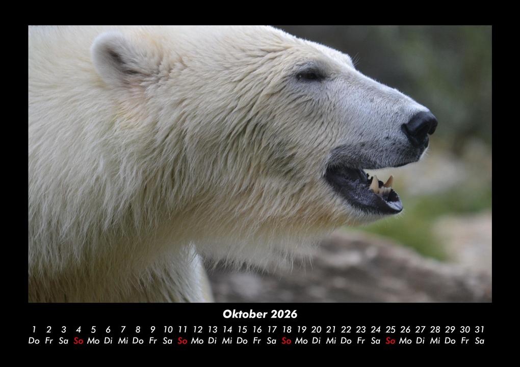 Weitere Ansicht: Eisbären 2026 Fotokalender DIN A3 | Kevin Heber, Tobias Schmitt