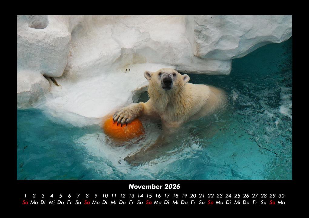Weitere Ansicht: Eisbären 2026 Fotokalender DIN A3 | Kevin Heber, Tobias Schmitt