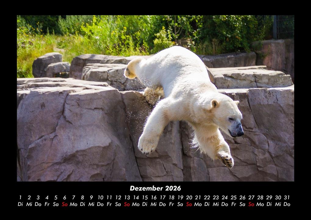 Weitere Ansicht: Eisbären 2026 Fotokalender DIN A3 | Kevin Heber, Tobias Schmitt