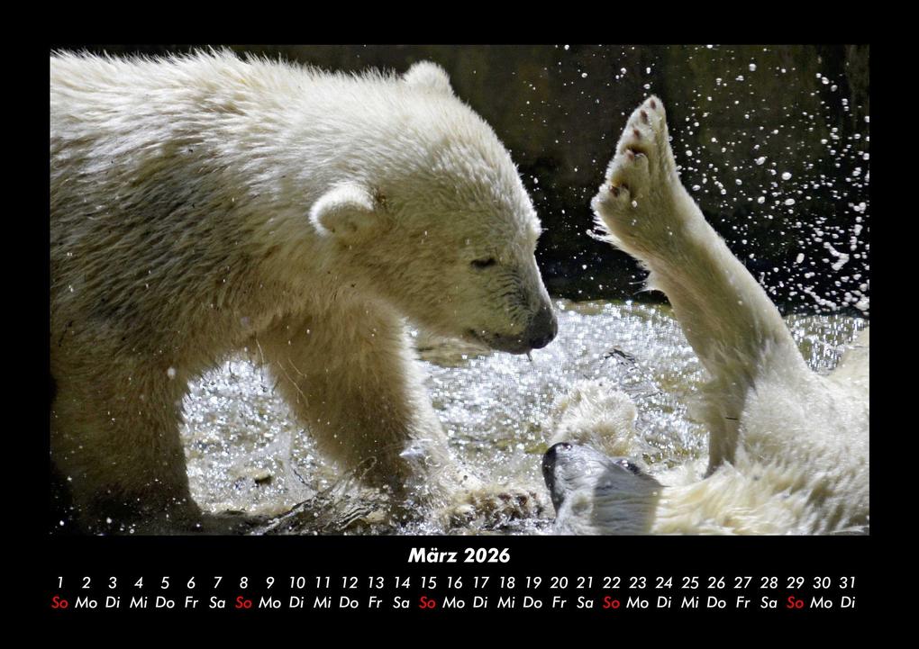 Weitere Ansicht: Eisbären 2026 Fotokalender DIN A3 | Kevin Heber, Tobias Schmitt