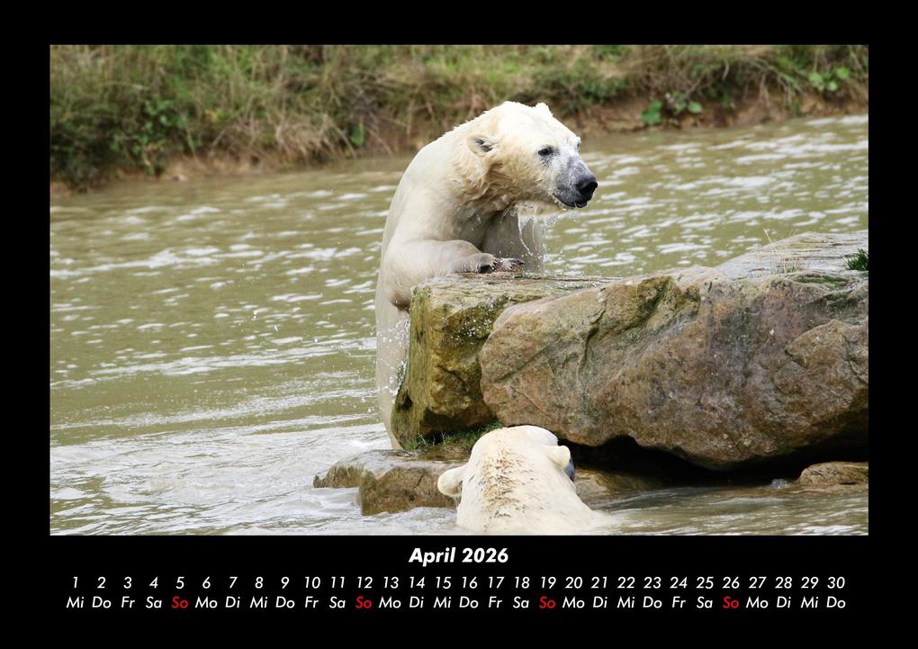 Weitere Ansicht: Eisbären 2026 Fotokalender DIN A3 | Kevin Heber, Tobias Schmitt