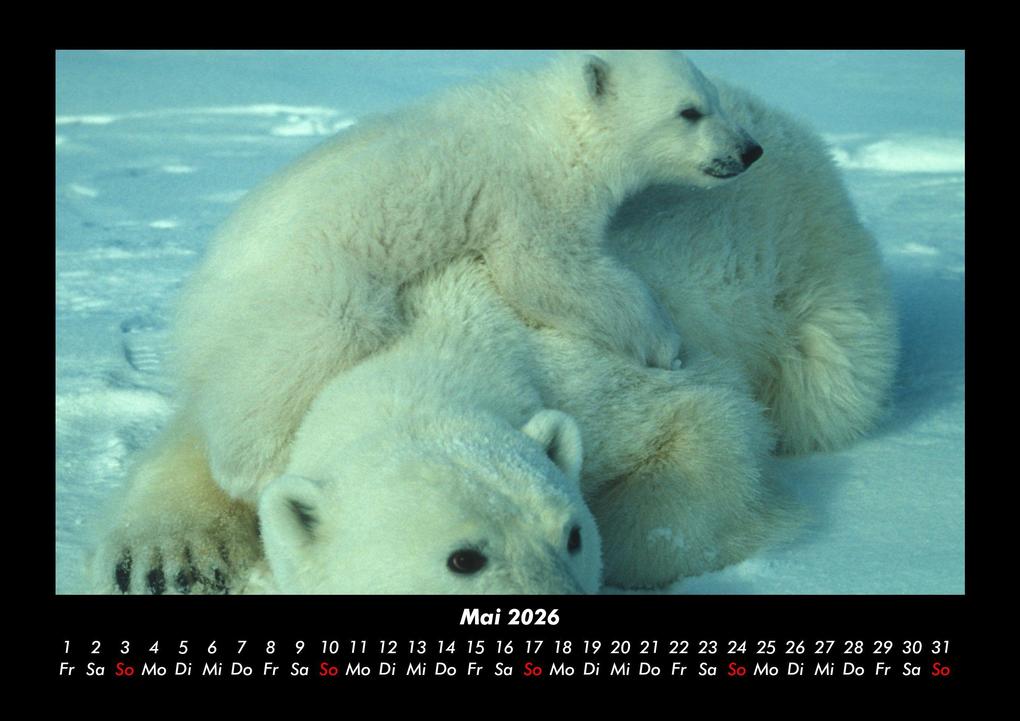 Weitere Ansicht: Eisbären 2026 Fotokalender DIN A3 | Kevin Heber, Tobias Schmitt