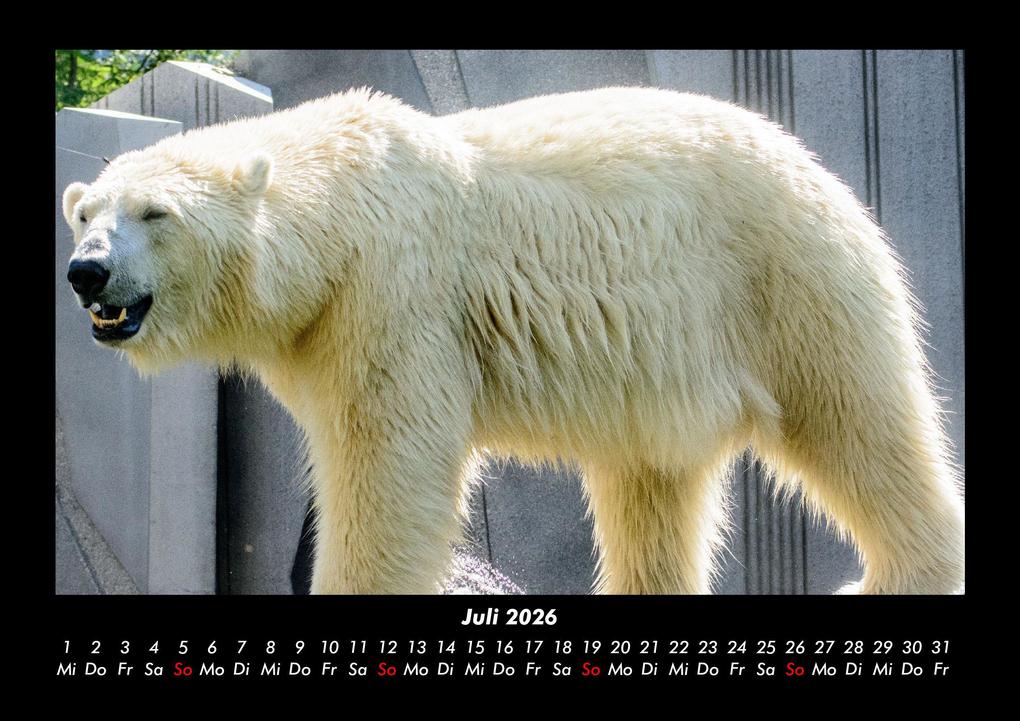 Weitere Ansicht: Eisbären 2026 Fotokalender DIN A3 | Kevin Heber, Tobias Schmitt