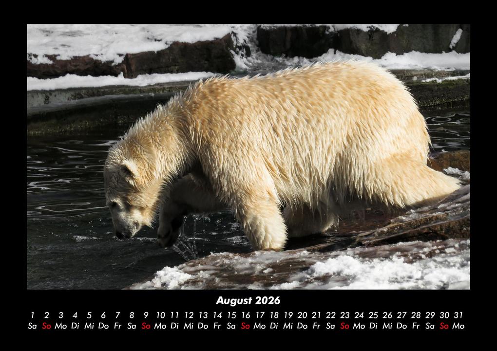 Weitere Ansicht: Eisbären 2026 Fotokalender DIN A3 | Kevin Heber, Tobias Schmitt
