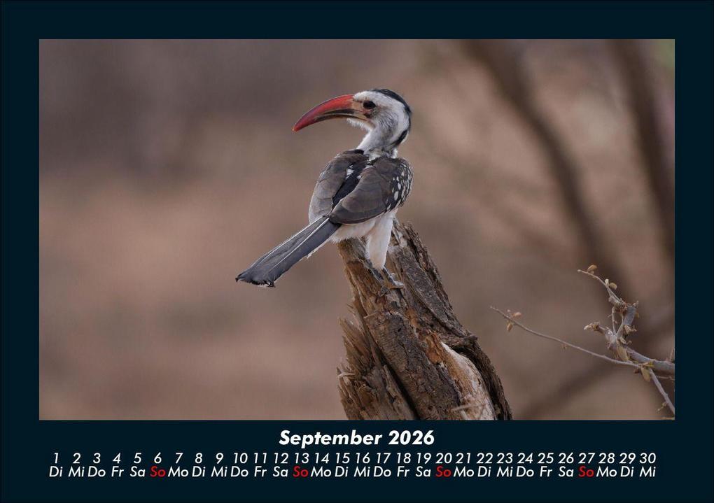 Weitere Ansicht: Vögel 2026 Fotokalender DIN A5 | Kevin Heber, Tobias Schmitt