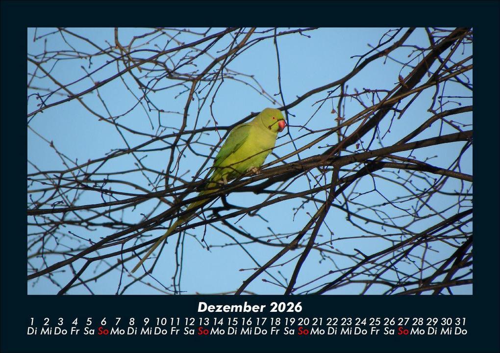 Weitere Ansicht: Vögel 2026 Fotokalender DIN A5 | Kevin Heber, Tobias Schmitt