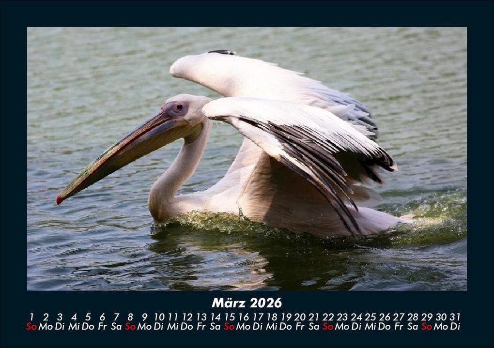 Weitere Ansicht: Vögel 2026 Fotokalender DIN A5 | Kevin Heber, Tobias Schmitt