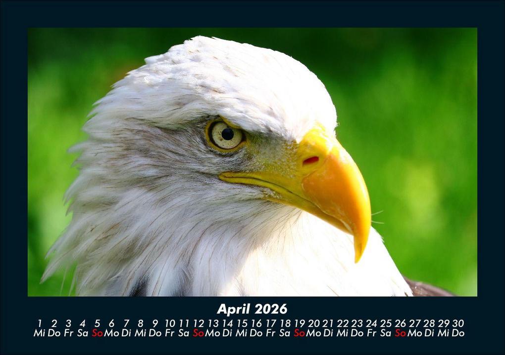 Weitere Ansicht: Vögel 2026 Fotokalender DIN A5 | Kevin Heber, Tobias Schmitt