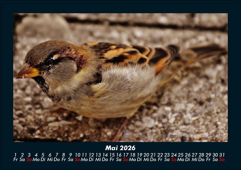 Weitere Ansicht: Vögel 2026 Fotokalender DIN A5 | Kevin Heber, Tobias Schmitt