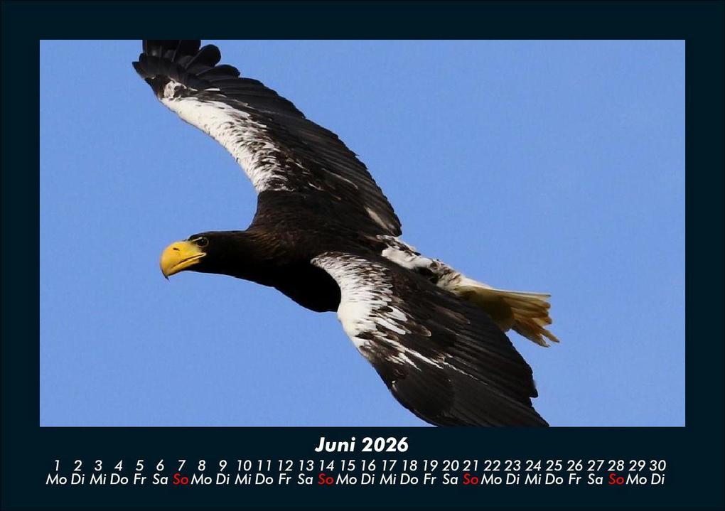 Weitere Ansicht: Vögel 2026 Fotokalender DIN A5 | Kevin Heber, Tobias Schmitt