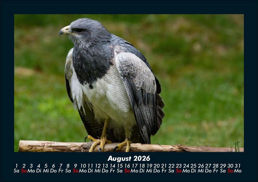 Weitere Ansicht: Vögel 2026 Fotokalender DIN A5 | Kevin Heber, Tobias Schmitt