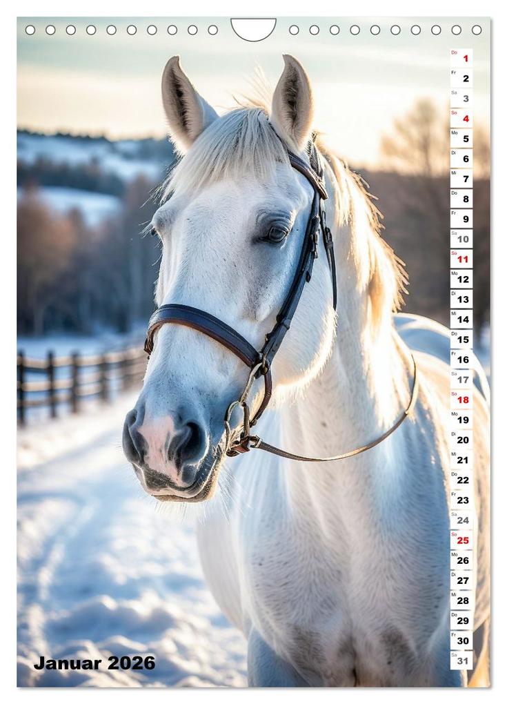 Weitere Ansicht: Pferdekalender - Wunderschöne Pferde in Natur und Portraits (Wandkalender 2026 DIN A4 hoch), CALVENDO Monatskalender | MB Fotografie, Calvendo