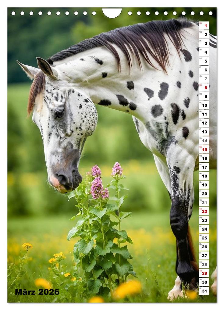 Weitere Ansicht: Pferdekalender - Wunderschöne Pferde in Natur und Portraits (Wandkalender 2026 DIN A4 hoch), CALVENDO Monatskalender | MB Fotografie, Calvendo