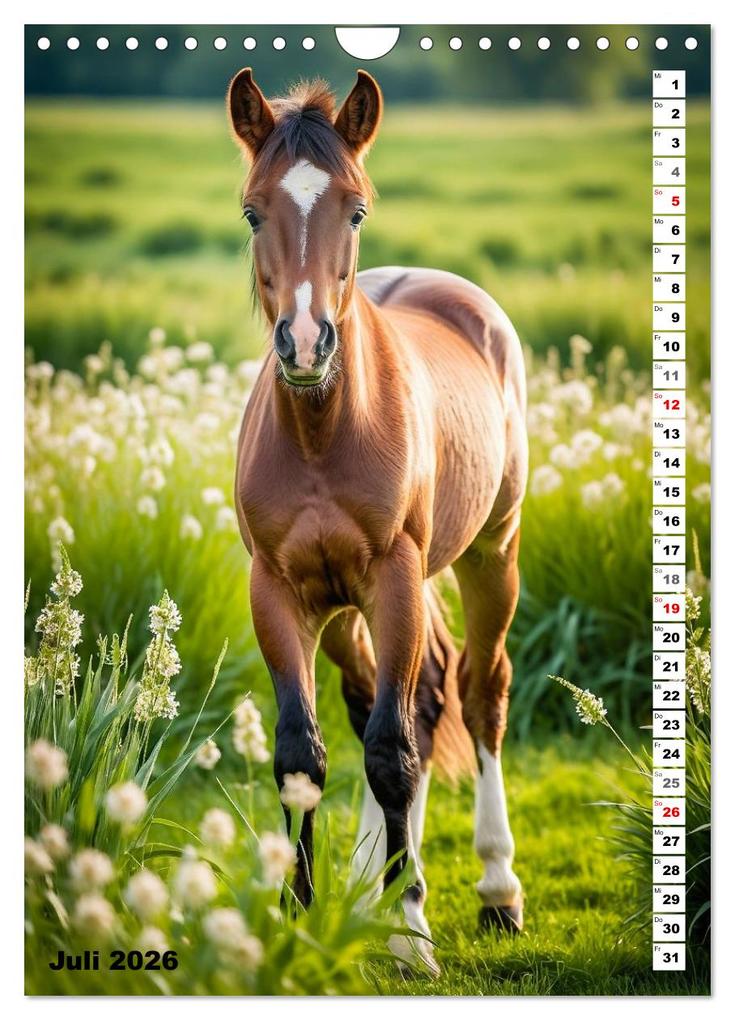 Weitere Ansicht: Pferdekalender - Wunderschöne Pferde in Natur und Portraits (Wandkalender 2026 DIN A4 hoch), CALVENDO Monatskalender | MB Fotografie, Calvendo