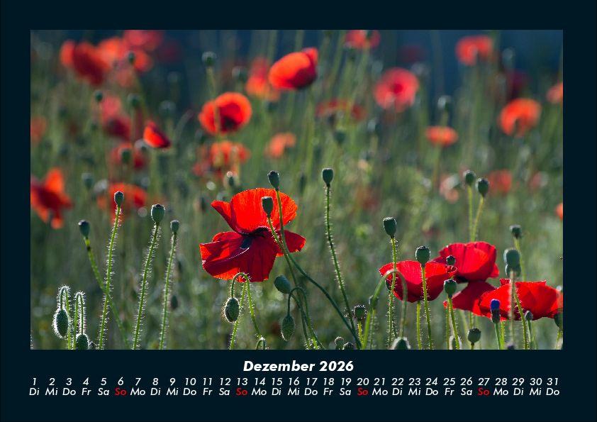Weitere Ansicht: Blumenträume 2026 Fotokalender DIN A4 | Tobias Becker