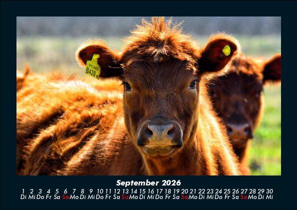 Weitere Ansicht: Kuhkalender 2026 Fotokalender DIN A5 | Tobias Becker