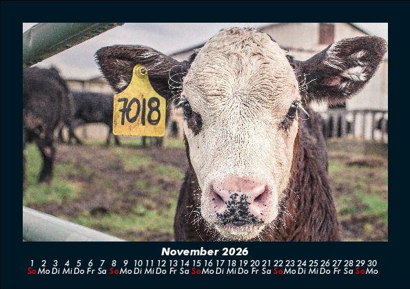 Weitere Ansicht: Kuhkalender 2026 Fotokalender DIN A5 | Tobias Becker