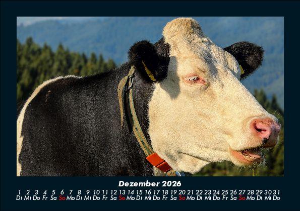 Weitere Ansicht: Kuhkalender 2026 Fotokalender DIN A5 | Tobias Becker