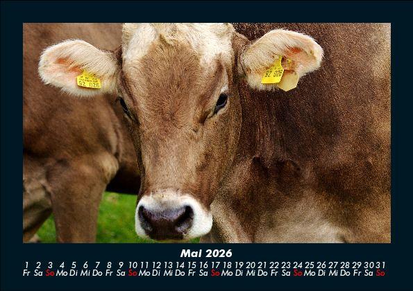 Weitere Ansicht: Kuhkalender 2026 Fotokalender DIN A5 | Tobias Becker