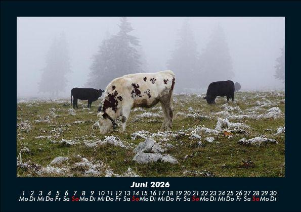 Weitere Ansicht: Kuhkalender 2026 Fotokalender DIN A5 | Tobias Becker