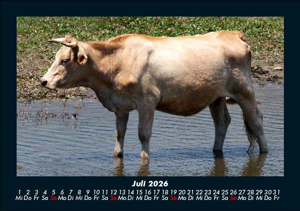 Weitere Ansicht: Kuhkalender 2026 Fotokalender DIN A5 | Tobias Becker