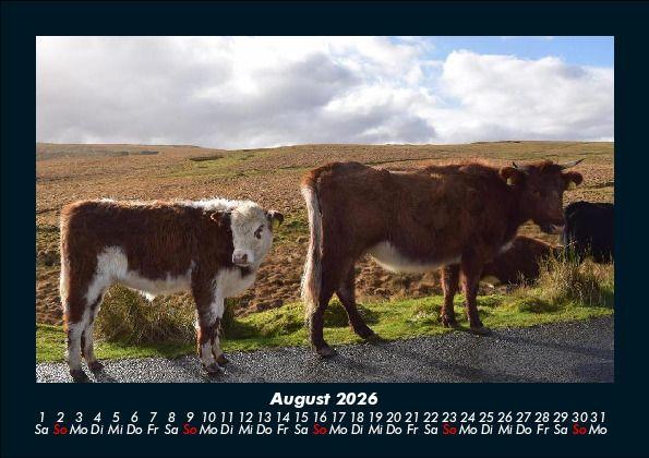 Weitere Ansicht: Kuhkalender 2026 Fotokalender DIN A5 | Tobias Becker