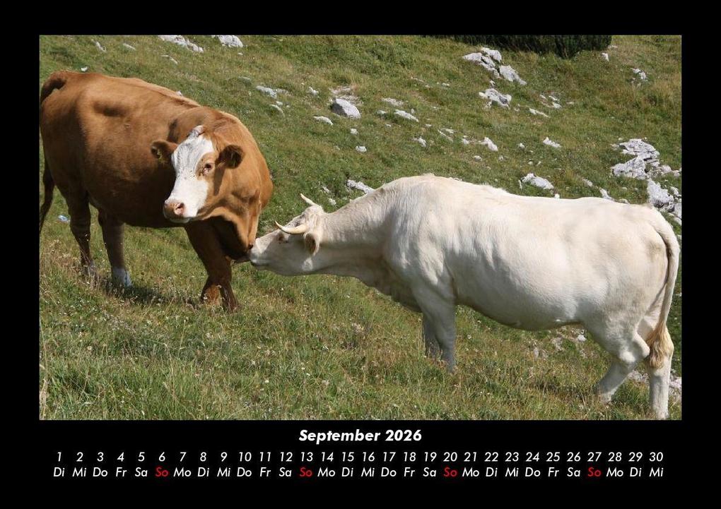Weitere Ansicht: Kuhkalender 2026 Fotokalender DIN A3 | Tobias Becker