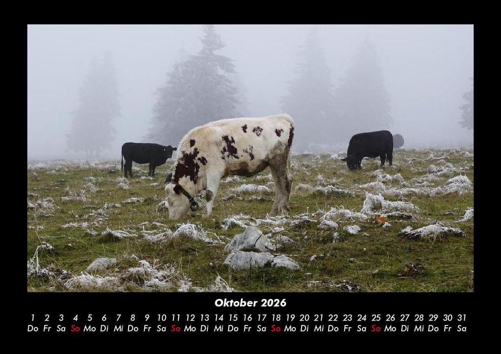 Weitere Ansicht: Kuhkalender 2026 Fotokalender DIN A3 | Tobias Becker