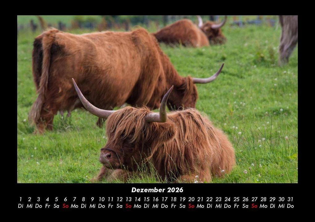 Weitere Ansicht: Kuhkalender 2026 Fotokalender DIN A3 | Tobias Becker