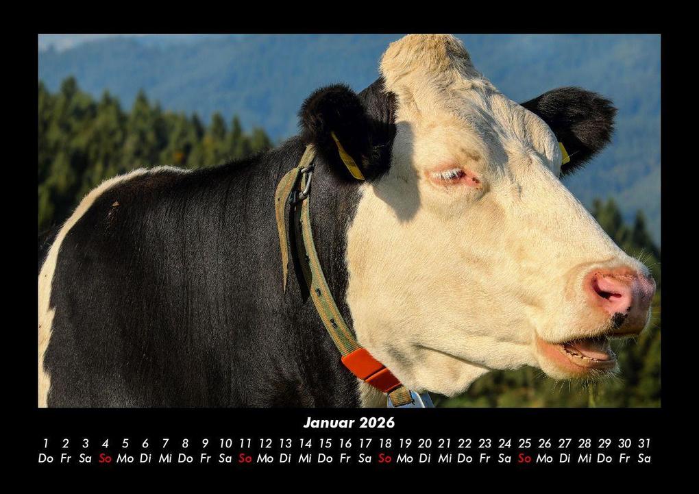 Weitere Ansicht: Kuhkalender 2026 Fotokalender DIN A3 | Tobias Becker