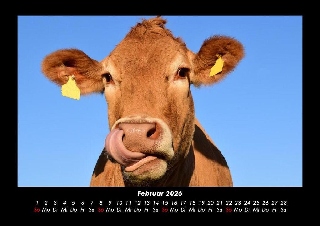 Weitere Ansicht: Kuhkalender 2026 Fotokalender DIN A3 | Tobias Becker
