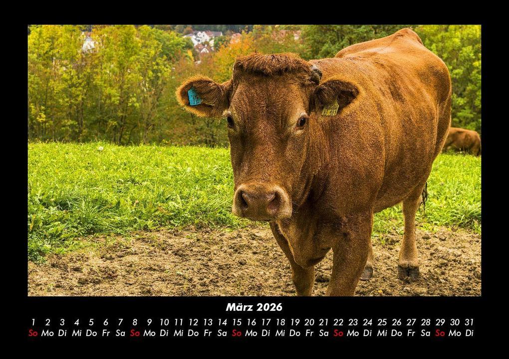 Weitere Ansicht: Kuhkalender 2026 Fotokalender DIN A3 | Tobias Becker