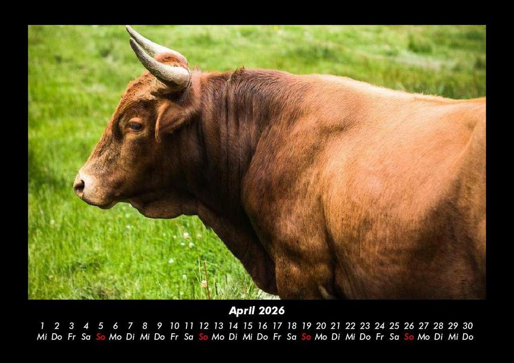 Weitere Ansicht: Kuhkalender 2026 Fotokalender DIN A3 | Tobias Becker