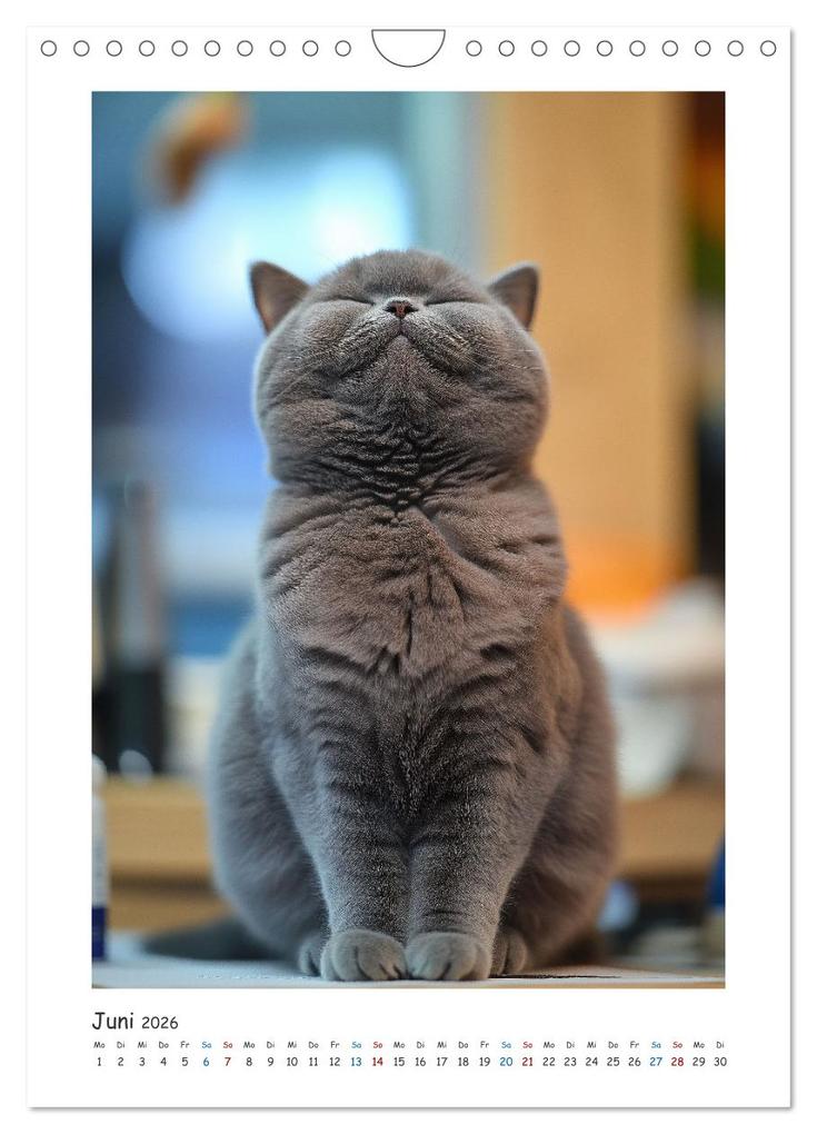 Weitere Ansicht: Treue Wegbegleiter (Wandkalender 2026 DIN A4 hoch), CALVENDO Monatskalender | Steffen Gierok-Latniak, Calvendo