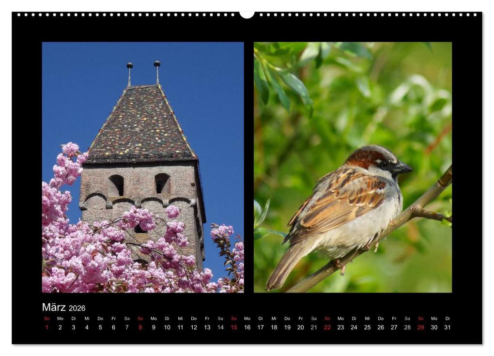 Weitere Ansicht: Ulmer Spatzen (Wandkalender 2026 DIN A2 quer), CALVENDO Monatskalender | Kattobello Kattobello, Calvendo, Kattobello