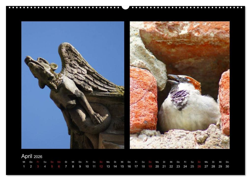 Weitere Ansicht: Ulmer Spatzen (Wandkalender 2026 DIN A2 quer), CALVENDO Monatskalender | Kattobello Kattobello, Calvendo, Kattobello