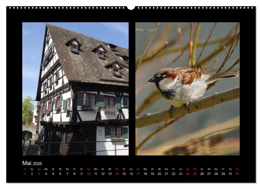 Weitere Ansicht: Ulmer Spatzen (Wandkalender 2026 DIN A2 quer), CALVENDO Monatskalender | Kattobello Kattobello, Calvendo, Kattobello