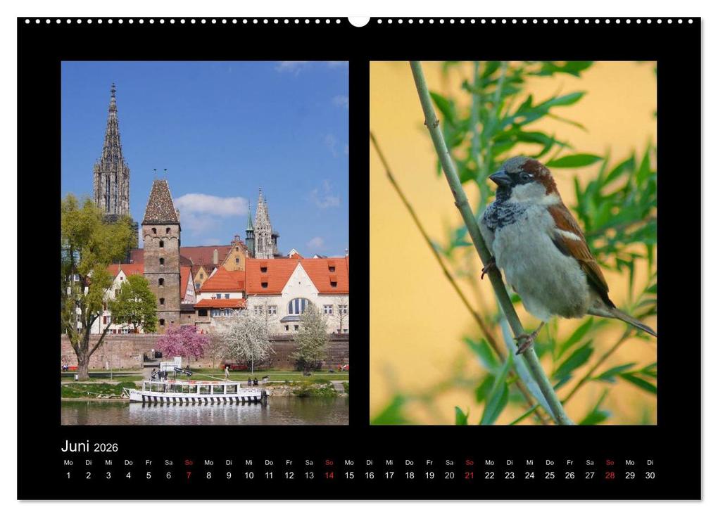 Weitere Ansicht: Ulmer Spatzen (Wandkalender 2026 DIN A2 quer), CALVENDO Monatskalender | Kattobello Kattobello, Calvendo, Kattobello