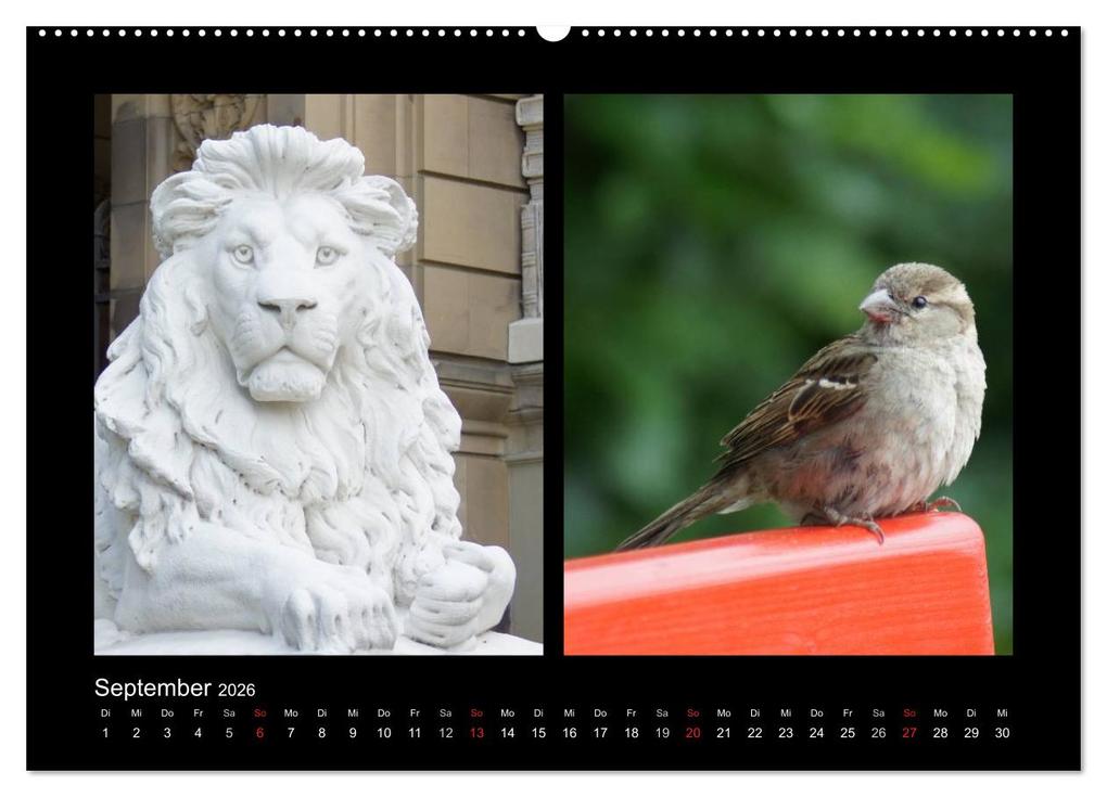 Weitere Ansicht: Ulmer Spatzen (Wandkalender 2026 DIN A2 quer), CALVENDO Monatskalender | Kattobello Kattobello, Calvendo, Kattobello