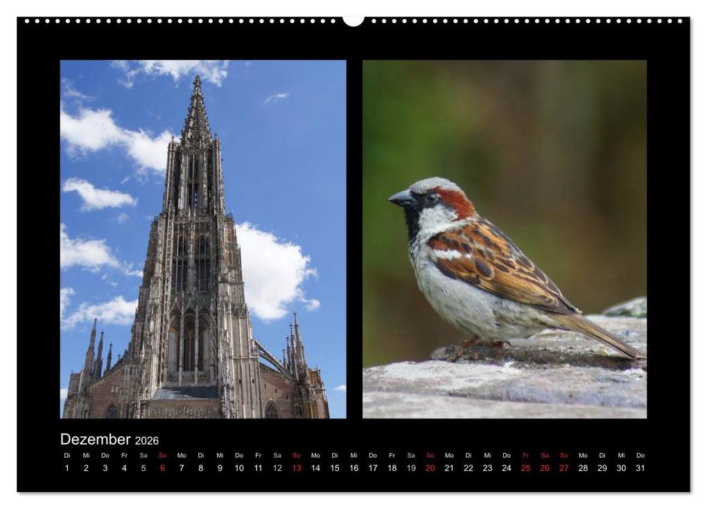 Weitere Ansicht: Ulmer Spatzen (Wandkalender 2026 DIN A2 quer), CALVENDO Monatskalender | Kattobello Kattobello, Calvendo, Kattobello