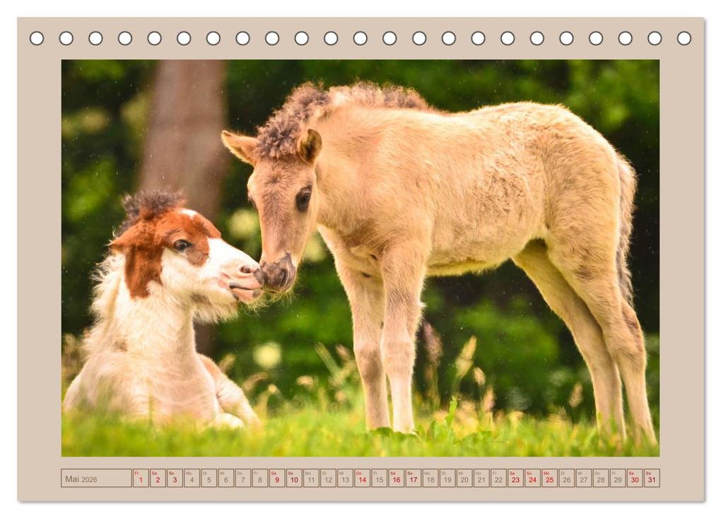 Weitere Ansicht: Fohlen, glücklich in der Herde (Tischkalender 2026 DIN A5 quer), CALVENDO Monatskalender | Brinja Schmidt, Calvendo
