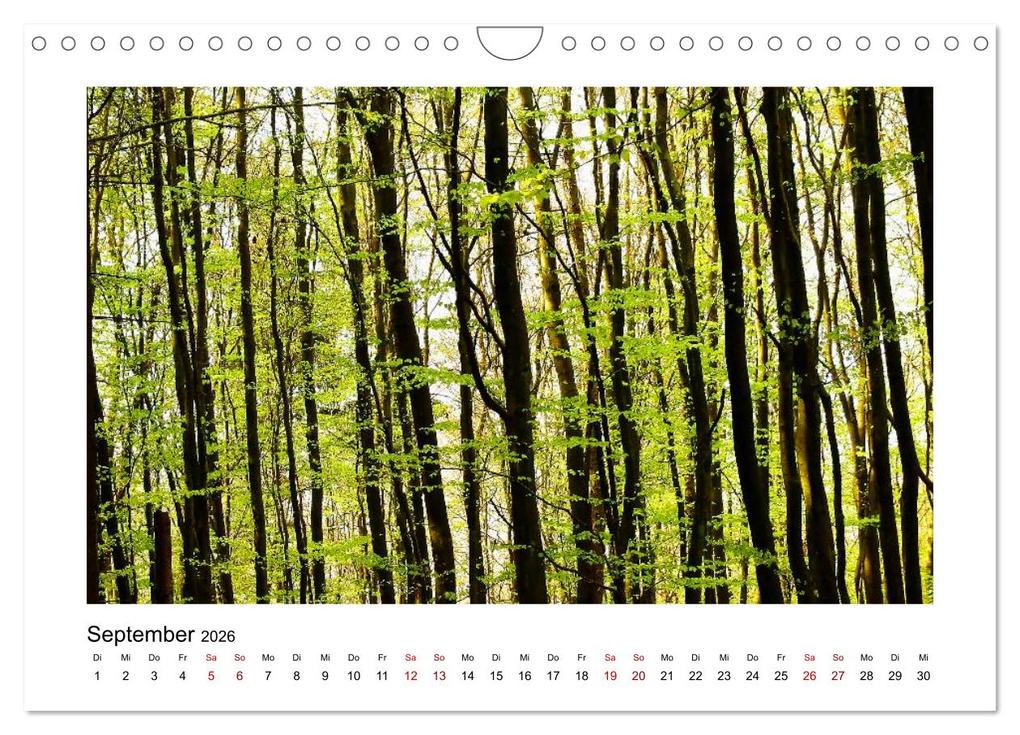Weitere Ansicht: Zauberhafte Landschaften im Odenwald (Wandkalender 2026 DIN A4 quer), CALVENDO Monatskalender | Eileen Kumpf, Calvendo