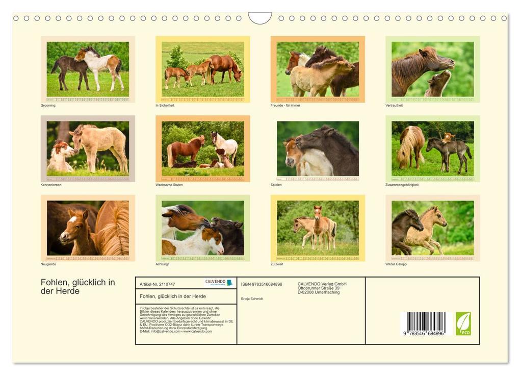 Weitere Ansicht: Fohlen, glücklich in der Herde (Wandkalender 2026 DIN A3 quer), CALVENDO Monatskalender | Brinja Schmidt, Calvendo