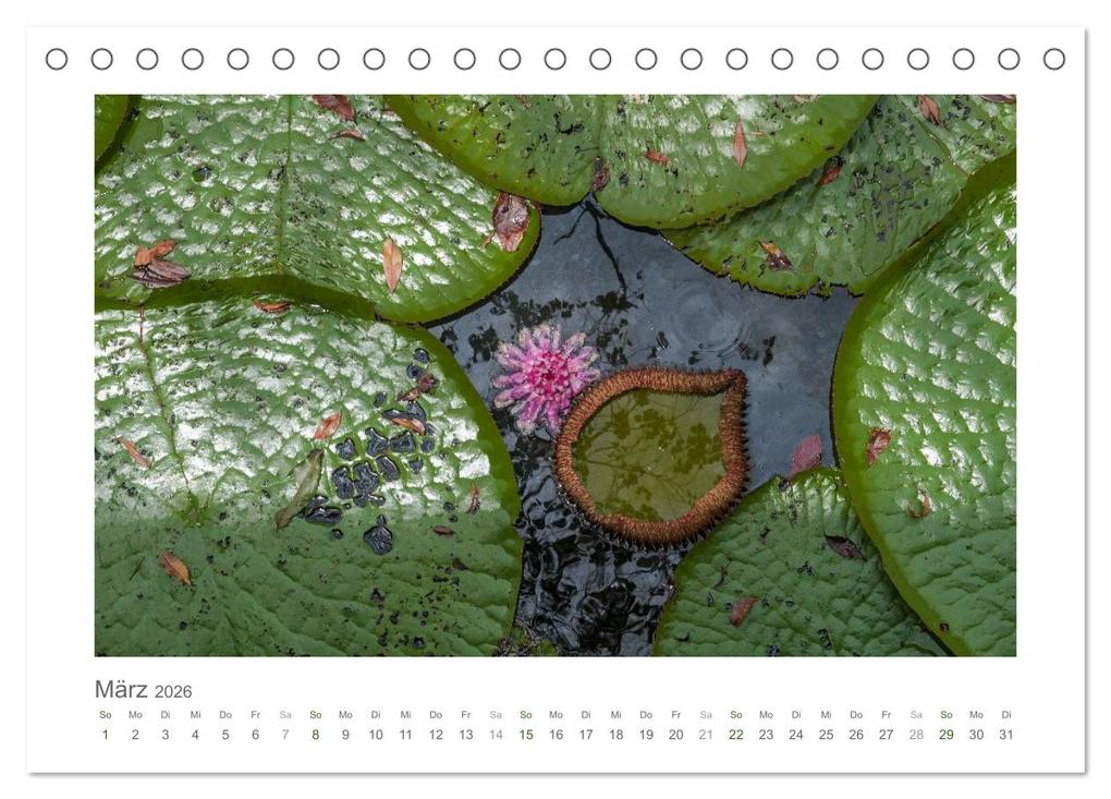 Weitere Ansicht: Amazonas, eine Reise entlang seiner Ufer (Tischkalender 2026 DIN A5 quer), CALVENDO Monatskalender | Christiane Calmbacher, Calvendo