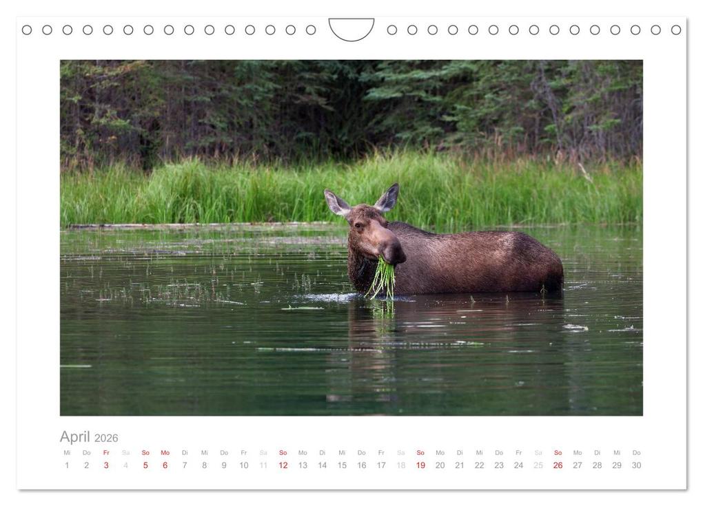 Weitere Ansicht: Alaska 2026 (Wandkalender 2026 DIN A4 quer), CALVENDO Monatskalender | kalender365.com kalender365.com, Calvendo, Kalender365.com