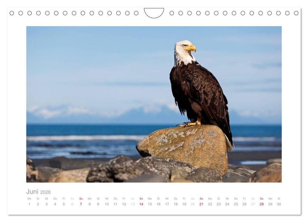Weitere Ansicht: Alaska 2026 (Wandkalender 2026 DIN A4 quer), CALVENDO Monatskalender | kalender365.com kalender365.com, Calvendo, Kalender365.com