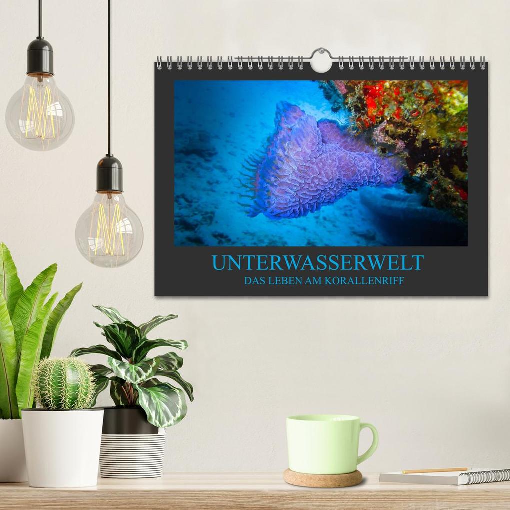 Weitere Ansicht: Unterwasserwelt - Das Leben am Korallenriff (Wandkalender 2026 DIN A4 quer), CALVENDO Monatskalender | Dirk Meutzner, Calvendo