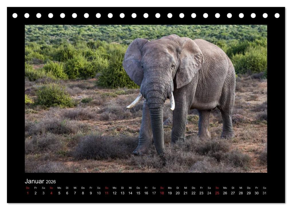 Weitere Ansicht: Südafrika - Garden Route (Tischkalender 2026 DIN A5 quer), CALVENDO Monatskalender | Frank Budenz, Calvendo