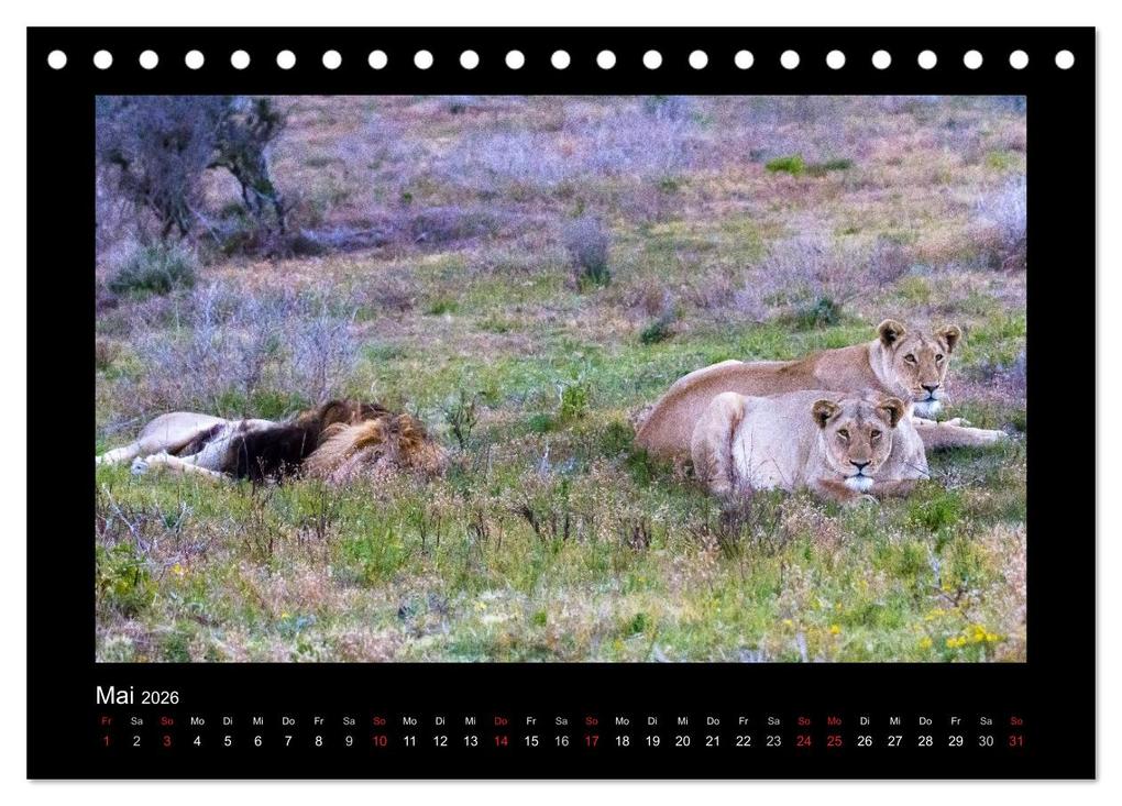Weitere Ansicht: Südafrika - Garden Route (Tischkalender 2026 DIN A5 quer), CALVENDO Monatskalender | Frank Budenz, Calvendo