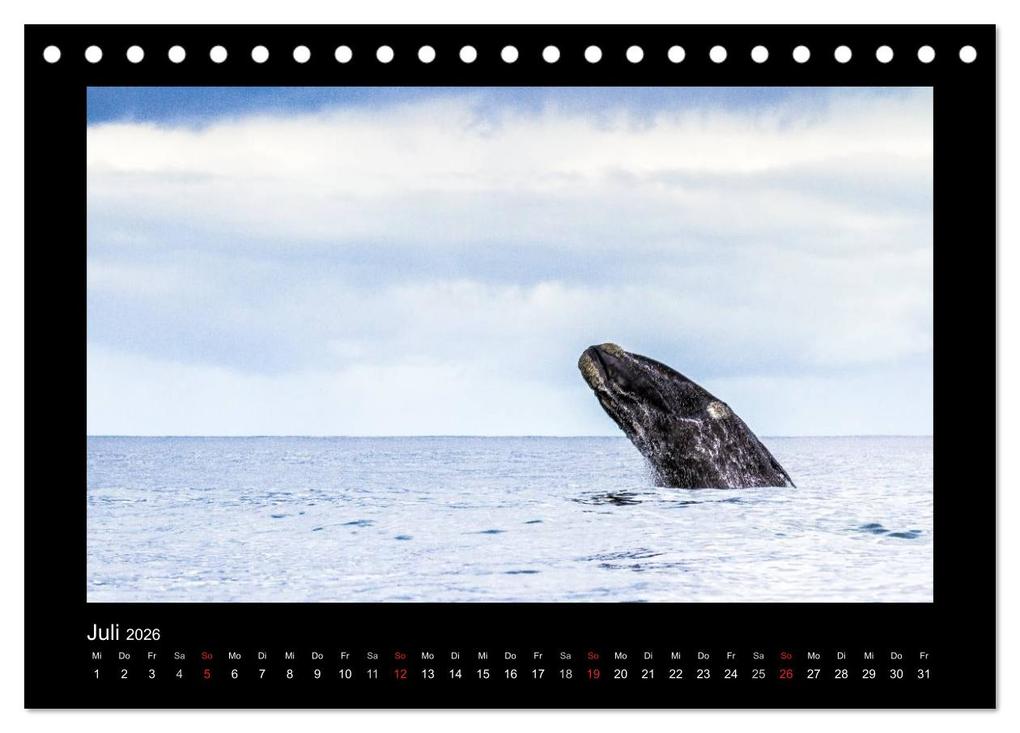 Weitere Ansicht: Südafrika - Garden Route (Tischkalender 2026 DIN A5 quer), CALVENDO Monatskalender | Frank Budenz, Calvendo